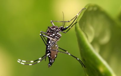 Optimal Resource Allocation in Dengue Control