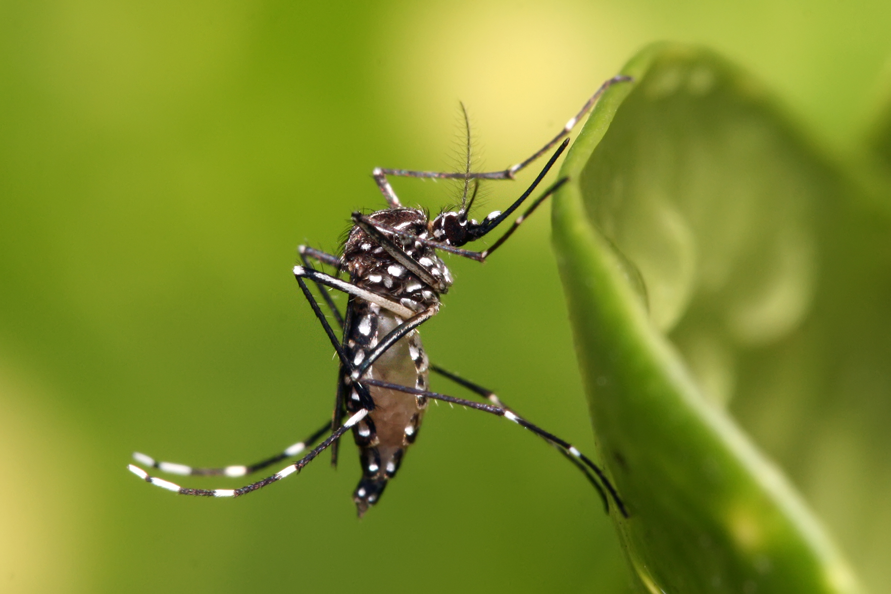 Optimal Resource Allocation in Dengue Control
